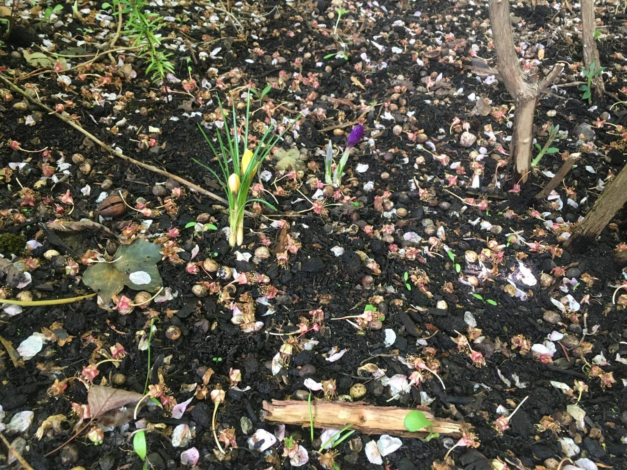 Cherrytree Cottage 1840 海姆巴赫 外观 照片