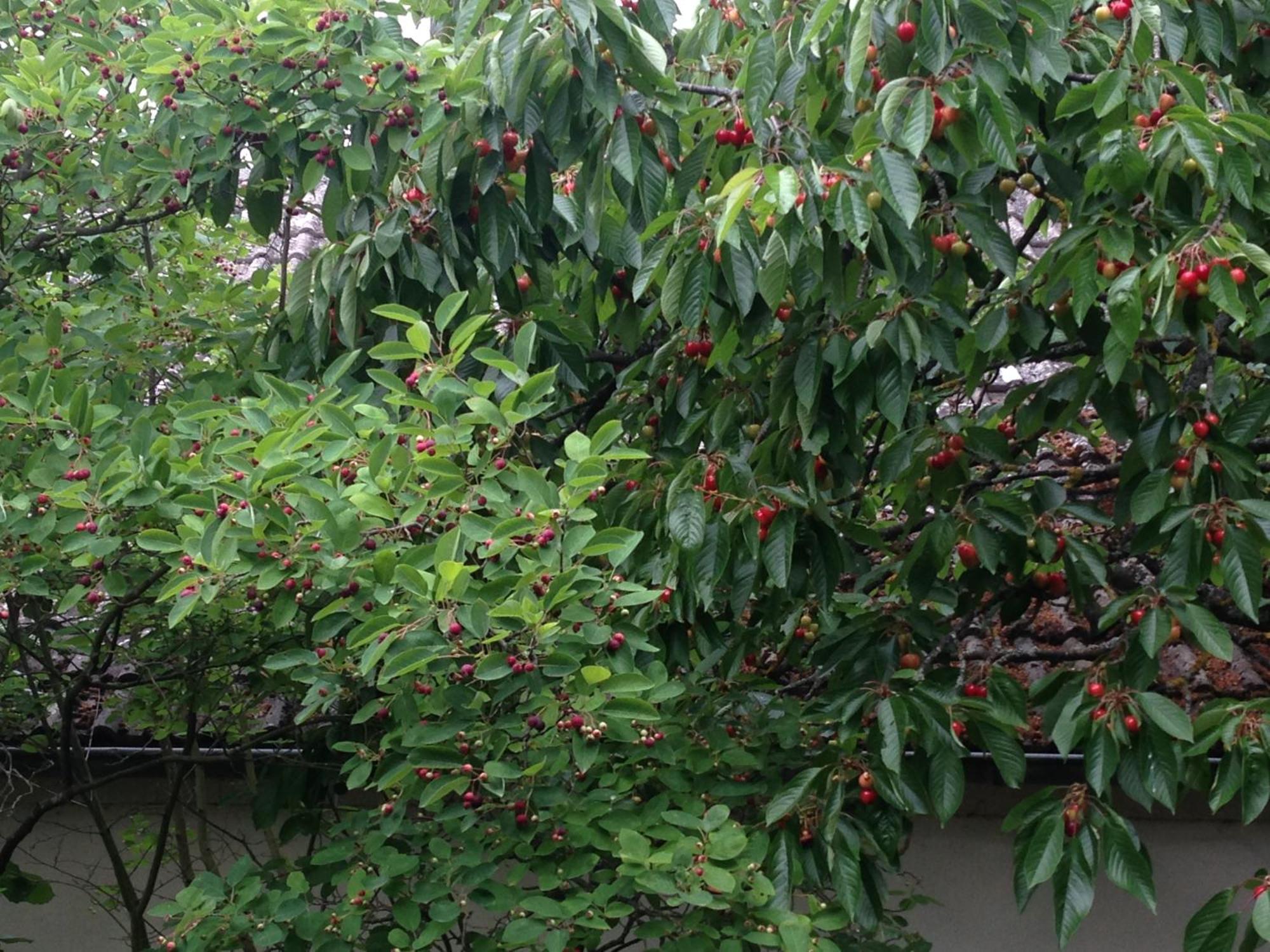 Cherrytree Cottage 1840 海姆巴赫 外观 照片