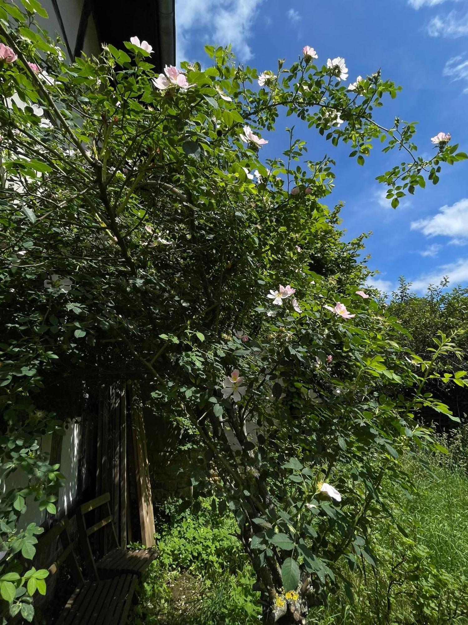 Cherrytree Cottage 1840 海姆巴赫 外观 照片