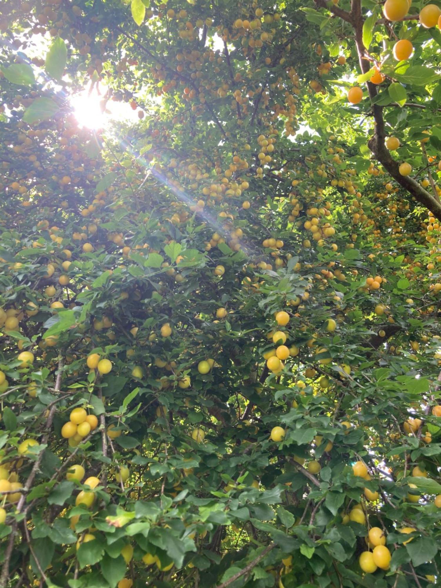 Cherrytree Cottage 1840 海姆巴赫 外观 照片